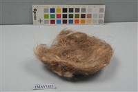 藏品(鳥巢)的圖片